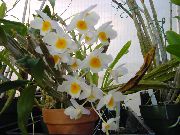 თეთრი ყვავილების Dendrobium ორქიდეა  სახლი მცენარეთა ფოტო