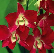 Dendrobium Orchid Blomma röd