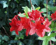 raudonas žiedas Azalijos, Pinxterbloom (Rhododendron) Kambariniai augalai nuotrauka