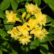 жоўты Кветка Азалія (Рададэндран) (Rhododendron) Пакаёвыя расліны фота