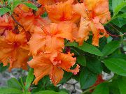 orange Blume Azaleen, Pinxterbloom (Rhododendron) Zimmerpflanzen foto