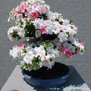 biały Kwiat Azalia (Rododendron) (Rhododendron) Rośliny domowe zdjęcie