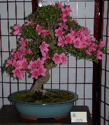 różowy Kwiat Azalia (Rododendron) (Rhododendron) Rośliny domowe zdjęcie
