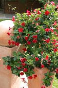 roșu Floare Dipladenia, Mandevilla  Oală Planta fotografie