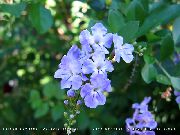 γαλάζιο λουλούδι Duranta, Σταγόνες Μέλι, Χρυσή Δροσοσταλίδα, Περιστέρι Μούρο  φυτά εσωτερικού χώρου φωτογραφία