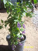 blau Blume Duranta, Honigtropfen, Tautropfen Golden, Taube Berry  Zimmerpflanzen foto