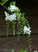 vit Blomma Duranta, Honung Droppar, Gyllene Daggdroppe, Duva Bär  Krukväxter foto