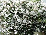 weiß Blume Jasmin (Jasminum) Zimmerpflanzen foto