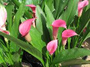 Arum Lily Flor rosa