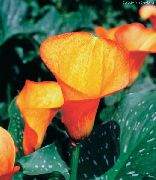 portocale Floare Arum Crin (Zantedeschia) Oală Planta fotografie