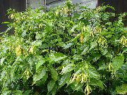 黄 フラワー イランイラン、香水ツリー、シャネル＃5ツリー、ilang-Ilang、maramar (Cananga odorata) 観葉植物 フォト