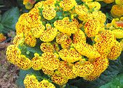 жовтий Квітка Кальцеолярия (Calceolaria) Кімнатні рослини фото