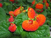 オレンジ フラワー スリッパ花 (Calceolaria) 観葉植物 フォト