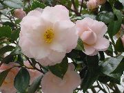 valge Lill Kameelia (Camellia) Toataimed foto