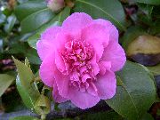 rosa Blume Kamelie (Camellia) Zimmerpflanzen foto