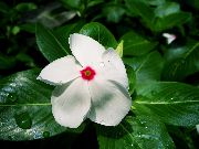 Madagascar Bígaro, Vinca Flor blanco