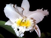 Cattleya ორქიდეა ყვავილების თეთრი
