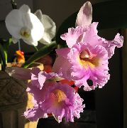 roze Bloem Cattleyaorchidee  Kamerplanten foto
