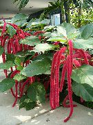 vermelho Flor Cat Tail, Chenille Plant, Red Hot Cattail, Foxtail, Red Hot Poker (Acalypha hispida) Plantas de Casa foto