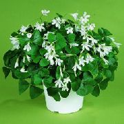 bela Cvet Oxalis  Hiša Rastline fotografija