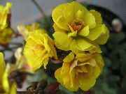 ყვითელი ყვავილების Oxalis  სახლი მცენარეთა ფოტო