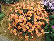 オレンジ フラワー カタバミ (Oxalis) 観葉植物 フォト