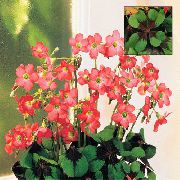 κόκκινος λουλούδι Οξαλίδα (Oxalis) φυτά εσωτερικού χώρου φωτογραφία