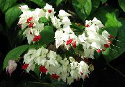 blanco Flor Clerodendron (Clerodendrum) Plantas de interior foto