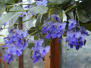 ღია ლურჯი ყვავილების Clerodendron (Clerodendrum) სახლი მცენარეთა ფოტო