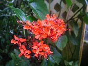 rojo Flor Clerodendron (Clerodendrum) Plantas de interior foto