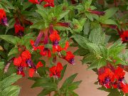 raudonas žiedas Cigarečių Augalų (Cuphea) Kambariniai augalai nuotrauka