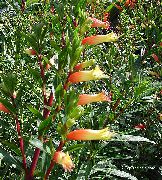 oranžinis žiedas Cigarečių Augalų (Cuphea) Kambariniai augalai nuotrauka