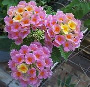 ροζ λουλούδι Lantana  φυτά εσωτερικού χώρου φωτογραφία
