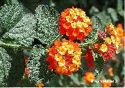 πορτοκάλι λουλούδι Lantana  φυτά εσωτερικού χώρου φωτογραφία