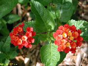 czerwony Kwiat Lantan (Lantana) Rośliny domowe zdjęcie
