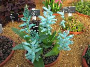 ライトブルー フラワー ケープ立金花 (Lachenalia) 観葉植物 フォト