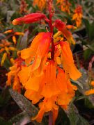 orange Blomst Cape Cowslip (Lachenalia) Potteplanter bilde