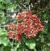 roșu Floare Leea Roșu, La Vest Indian Holly, Hawaiian Holly  Oală Planta fotografie