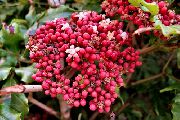 红Leea，西印度冬青，冬青夏威夷 花 粉红色
