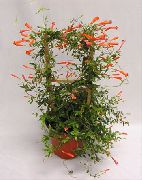 Καλαμπόκι Καραμέλα Αμπέλου, Φυτών Πυροτέχνημα λουλούδι κόκκινος