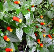 červená Květina Cukroví Kukuřice Révy, Žabka Rostlina (Manettia)  fotografie
