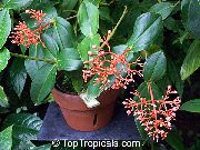 orange Blume Auffällige Melastome (Medinilla) Zimmerpflanzen foto