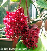 roșu Floare Melastome Arătos (Medinilla) Oală Planta fotografie