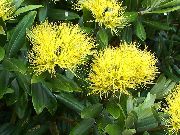ნაძვის, Pohutukawa ყვავილების ყვითელი