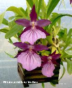 Miltonia Flower purple