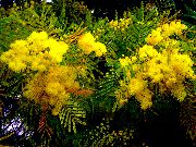 κίτρινος λουλούδι Ακακία (Acacia) φυτά εσωτερικού χώρου φωτογραφία
