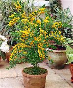 gelb Blume Akazie (Acacia) Zimmerpflanzen foto