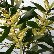 gul Blomma Akacia (Acacia) Krukväxter foto