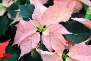 vaaleanpunainen Kukka Joulutähti (Poinsettia pulcherrima) Huonekasvit kuva