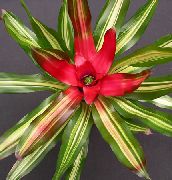piros Virág Bromeliad (Neoregelia) Szobanövények fénykép
